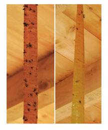 BUGPELLENT BEFORE AND AFTER